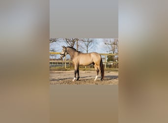 Caballo de deporte español, Caballo castrado, 4 años, 154 cm, Buckskin/Bayo