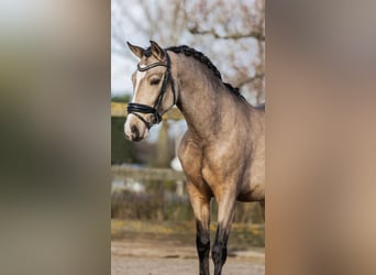 Caballo de deporte español, Caballo castrado, 4 años, 154 cm, Buckskin/Bayo