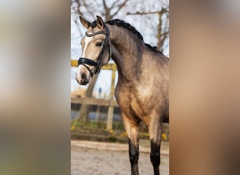 Caballo de deporte español, Caballo castrado, 4 años, 154 cm, Buckskin/Bayo