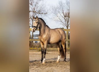 Caballo de deporte español, Caballo castrado, 4 años, 154 cm, Buckskin/Bayo