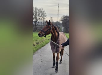 Caballo de deporte español, Caballo castrado, 4 años, 155 cm, Castaño