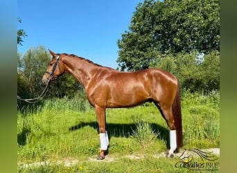 Caballo de deporte español, Caballo castrado, 4 años, 159 cm, Alazán