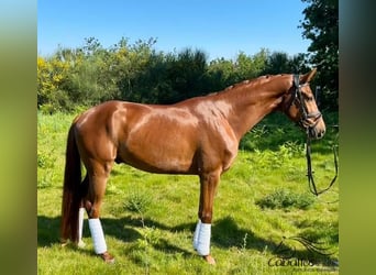 Caballo de deporte español, Caballo castrado, 4 años, 159 cm, Alazán