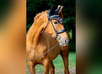 Caballo de deporte español, Caballo castrado, 4 años, 160 cm, Alazán