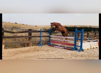 Caballo de deporte español Mestizo, Caballo castrado, 4 años, 160 cm, Alazán