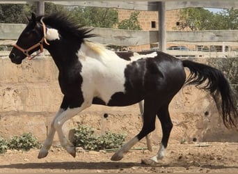 Caballo de deporte español, Caballo castrado, 4 años, 160 cm, Tovero-todas las-capas