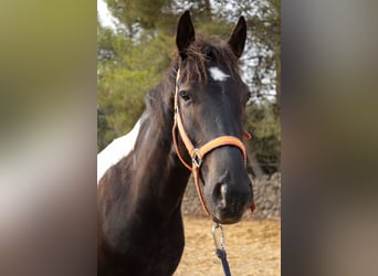 Caballo de deporte español, Caballo castrado, 4 años, 160 cm, Tovero-todas las-capas