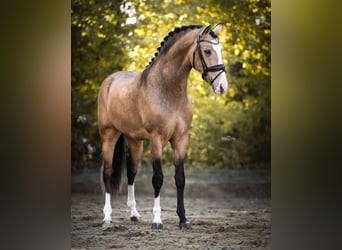 Caballo de deporte español, Caballo castrado, 4 años, 162 cm, Buckskin/Bayo