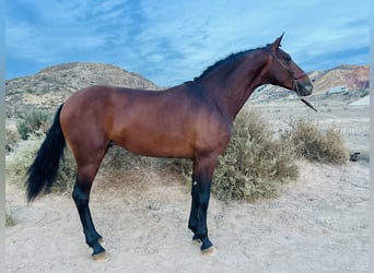 Caballo de deporte español, Caballo castrado, 4 años, 162 cm, Castaño claro