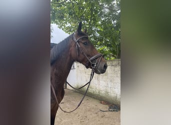 Caballo de deporte español, Caballo castrado, 4 años, 164 cm, Castaño