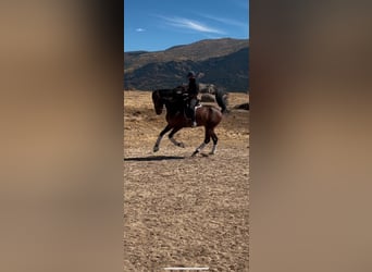 Caballo de deporte español, Caballo castrado, 4 años, 165 cm, Castaño