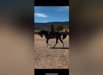 Caballo de deporte español, Caballo castrado, 4 años, 165 cm, Castaño