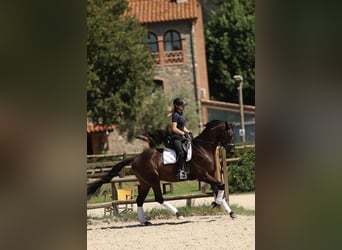 Caballo de deporte español, Caballo castrado, 4 años, 168 cm, Castaño oscuro