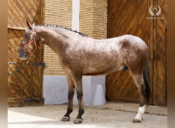 Caballo de deporte español, Caballo castrado, 4 años, 170 cm, Atigrado/Moteado