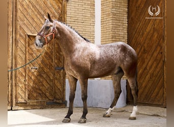 Caballo de deporte español, Caballo castrado, 4 años, 170 cm, Atigrado/Moteado