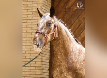 Caballo de deporte español, Caballo castrado, 4 años, 170 cm, Atigrado/Moteado