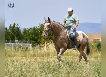 Caballo de deporte español, Caballo castrado, 4 años, 170 cm, Atigrado/Moteado