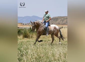 Caballo de deporte español, Caballo castrado, 4 años, 170 cm, Atigrado/Moteado