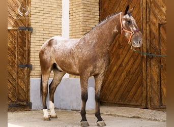 Caballo de deporte español, Caballo castrado, 4 años, 170 cm, Atigrado/Moteado