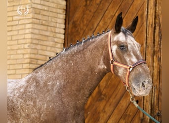 Caballo de deporte español, Caballo castrado, 4 años, 170 cm, Atigrado/Moteado