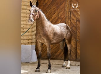 Caballo de deporte español, Caballo castrado, 4 años, 170 cm, Atigrado/Moteado