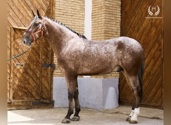 Caballo de deporte español, Caballo castrado, 4 años, 170 cm, Atigrado/Moteado