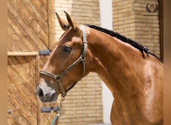 Caballo de deporte español, Caballo castrado, 4 años, 175 cm