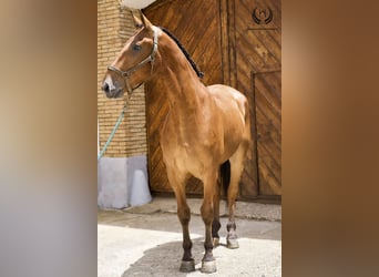 Caballo de deporte español, Caballo castrado, 4 años, 175 cm