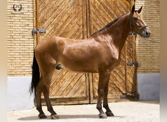 Caballo de deporte español, Caballo castrado, 4 años, 175 cm