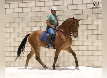 Caballo de deporte español, Caballo castrado, 4 años, 175 cm