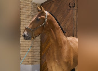 Caballo de deporte español, Caballo castrado, 4 años, 175 cm