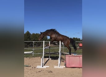 Caballo de deporte español, Caballo castrado, 4 años, 178 cm, Castaño