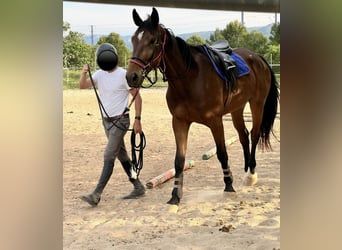 Caballo de deporte español, Caballo castrado, 4 años, 178 cm, Castaño