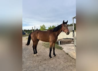Caballo de deporte español, Caballo castrado, 4 años, 178 cm, Castaño
