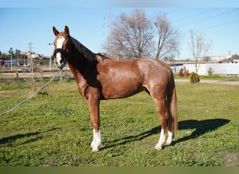 Caballo de deporte español, Caballo castrado, 4 años, Alazán