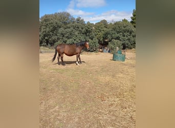 Caballo de deporte español, Caballo castrado, 4 años, Castaño oscuro