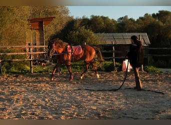 Caballo de deporte español Mestizo, Caballo castrado, 5 años, 153 cm, Alazán-tostado