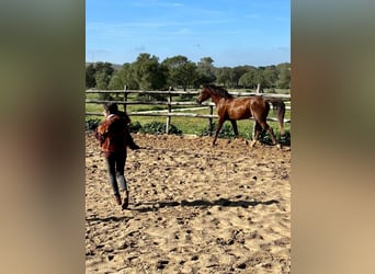 Caballo de deporte español Mestizo, Caballo castrado, 5 años, 153 cm, Alazán-tostado