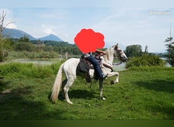 Caballo de deporte español, Caballo castrado, 5 años, 153 cm, White/Blanco