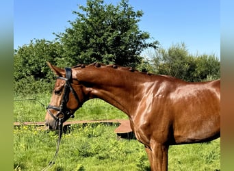 Caballo de deporte español, Caballo castrado, 5 años, 159 cm, Alazán