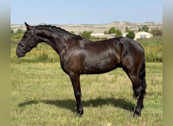 Caballo de deporte español, Caballo castrado, 5 años, 159 cm, Negro