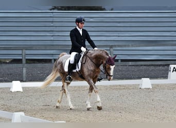 Caballo de deporte español, Caballo castrado, 5 años, 159 cm, Tordo ruano