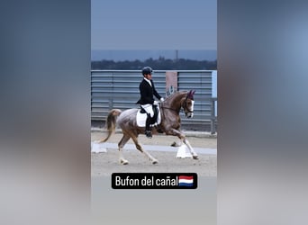 Caballo de deporte español, Caballo castrado, 5 años, 159 cm, Tordo ruano