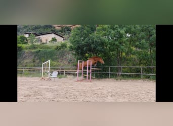 Caballo de deporte español, Caballo castrado, 5 años, 162 cm, Alazán