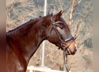 Caballo de deporte español Mestizo, Caballo castrado, 5 años, 165 cm, Castaño rojizo