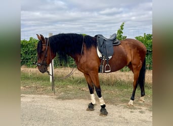 Caballo de deporte español, Caballo castrado, 5 años, 166 cm, Castaño