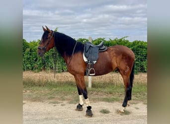 Caballo de deporte español, Caballo castrado, 5 años, 166 cm, Castaño