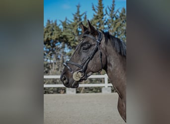 Caballo de deporte español, Caballo castrado, 5 años, 166 cm, Negro