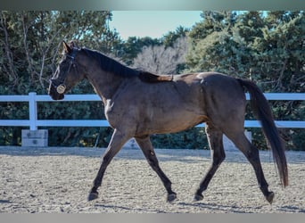 Caballo de deporte español, Caballo castrado, 5 años, 166 cm, Negro