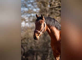 Caballo de deporte español Mestizo, Caballo castrado, 5 años, 167 cm, Castaño